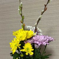 ネコヤナギ,スプレーマムの画像