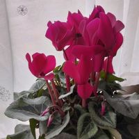 シクラメン,シクラメン レンブラント,鉢植え,いい香り♡,綺麗✨の画像