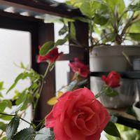 ミニバラ,バラ・ミニバラ,リビング・ダイニングの画像