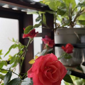 ミニバラ,バラ・ミニバラ,リビング・ダイニングの画像