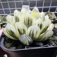 多肉植物,ハオルチア属,ハオルシア属     ,多肉中毒,ガチンコハオルチアクラブの画像