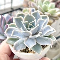 成長記録 ウィリーウィリー,エケベリア ウィリーウィリー,神奈川タニラー,多肉男子,バルコニー/ベランダの画像