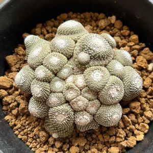 サボテン,松露玉,多肉植物とサボテン,接木サボテン,ブロスフェルディア属の画像