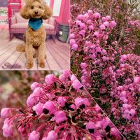 エリカ,エリカ,エリカ ウィンターファイヤー,エリカ・オアテシー,ルーチェの画像