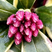 オキナグサ,オキナグサ,斑入りジンチョウゲ,梅の花　白,山野草の画像