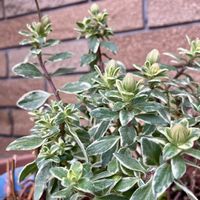 ブルーデージー,斑入りブルーデージー,花のある暮らし,斑入り。,GSに感謝。の画像