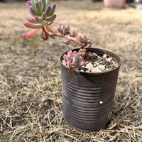 乙女心,多肉植物,庭の画像