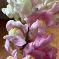 キンギョソウ,花と緑のある暮らしの画像