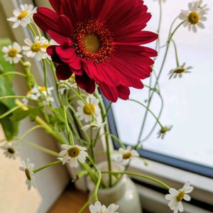 ガーベラ,マトリカリア,切り花,北海道,窓辺の画像