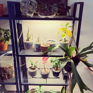 フィロデンドロン・セローム,アグラオネマ,コウモリラン,ストレプトフィラ,亀甲竜の画像