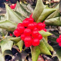 クリスマスホーリー,通り道のお宅の生垣,買い物に行く途中での画像