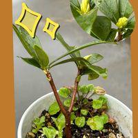 ミカン,コロラータ,沈丁花,ヒューミリス,レッドベルベットの画像