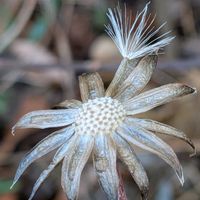 ツワブキ,散歩,山野草,多年草,花後の画像