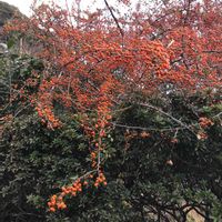 ピラカンサの画像