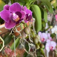 カトレア,デンドロビウム,胡蝶蘭,洋蘭,洋ランの画像