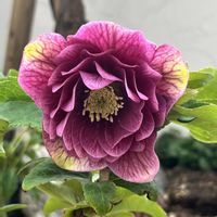 クリスマスローズ,ガーデニング,マイガーデン,花のある暮らし,クリスマスローズの花の画像