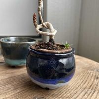 イチョウ,香丁木,名前わからない,ベニシタン,自作鉢の画像