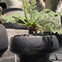 ペラルゴニウム,ペラルゴニウム・アッペンディクラツム,塊根植物,ペラルゴ沼の画像