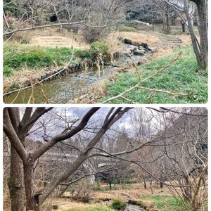 イヌコリヤナギ,葦（アシ・ヨシ）,ハンノキ,ヒイラギ(柊),ヤマザクラ（山桜）の画像