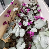 アロエ,シクラメン,アガベ,原種シクラメン,アガベ　笹の雪の画像