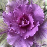 オレガノ,カリブラコア,葉牡丹,ラベーンダー,アリッサム、ジユリアンの画像