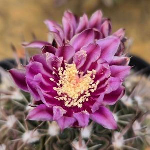 サボテン,花サボテン,サボテンの花,さぼてんの花の画像