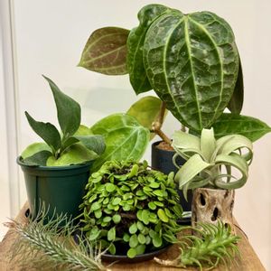 マメヅタ,カーリースリム,イオナンタ バンハイニンギー,フンキアナ レクルヴィフォリア,ビカクシダ フーンシキの画像