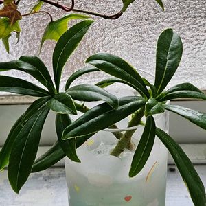 ジンチョウゲ,ジンチョウゲ,ヘデラ,春のお花,今日のお花の画像