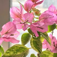 ブーゲンビリア,ブーゲンビリア こなつ,花のある暮らし,素敵色,かわゆい♡の画像