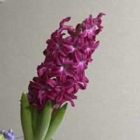 切り花,お花屋さん,花のある暮らし,ガラスの花瓶,町のお花屋さんの画像