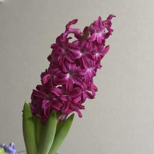 切り花,お花屋さん,花のある暮らし,ガラスの花瓶,町のお花屋さんの画像