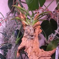 オンシジューム,オンシジューム　トゥインクル,着生植物,植物のある暮らし,でけたしこ園芸の画像