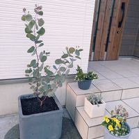 ユーカリポポラスの画像