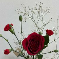 カーネーション,カスミソウ,バラ,誕生日,赤いお花の画像