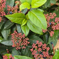 ビバーナム,ハムシー,ハムシー,ビバーナム ティヌス,ビバーナム ティヌスの画像