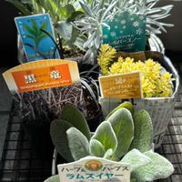 ラムズイヤー,コクリュウ（黒竜）,ホワイトセージ,ロータス ブリムストーン,ヘリクリサム シルバースノーの画像