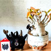 パキポディウム,アデニウム,パキポディウム・グラキリス,恵比寿大黒,多肉植物の画像