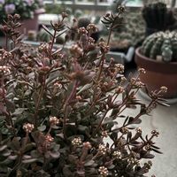 紅稚児,多肉植物,紅葉する多肉,可愛い,花のある暮らしの画像