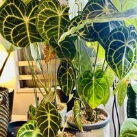 アンスリウム,モンステラ,モンステラ デリシオーサ,アロカシア,アロカシア・ゼブリナの画像