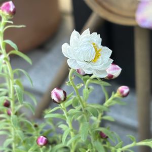 花かんざし,ナチュラルガーデン,冬を楽しむ,お庭の花たち,花と暮らすの画像