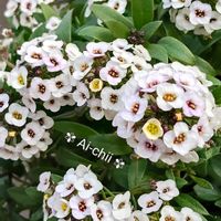 アリッサム,ストック,カルーナ,寄せ植え,ガーデニングの画像