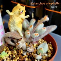 福兎耳,カランコエ属 福兎耳,エレンベッキー,モナデニウム・エレンベッキー,多肉植物の画像