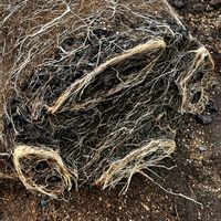 バラ,つるバラ,ばら バラ 薔薇の画像