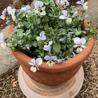 ビオラ,ほうれん草,宿根バーベナ,ロカハーツ　ブルーウィングス,ぬいぐるみの画像