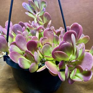 多肉植物,セネキオ,放置,吊り鉢の画像