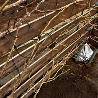 バラ,つるバラ,ばら バラ 薔薇の画像