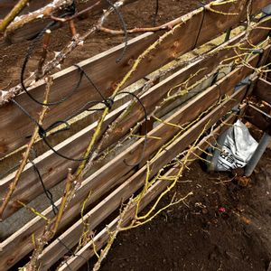 バラ,つるバラ,ばら バラ 薔薇の画像