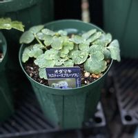 オダマキ,宿根草,デルフィニウム,デルフィニウム チャチャ,オダマキ　カスティールブルーの画像