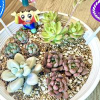 だるま秀麗,マッコス,ブルーエルフ,ピンクルビー,♡癒し♡の画像