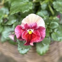 ビオラ,パンジ－,パンジー シエルブリエ,ガーデニング,ビオラ・パンジーの画像